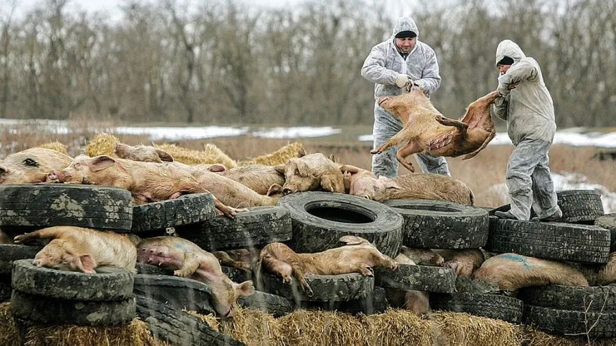 Cadavre de porci cu pestă, îngropate direct în pământ