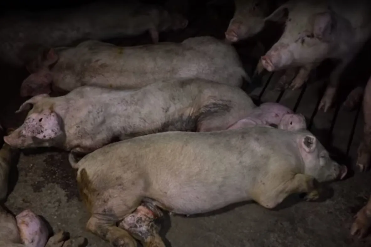 Focar de pestă porcină africană în comuna Mihail Kogălniceanu