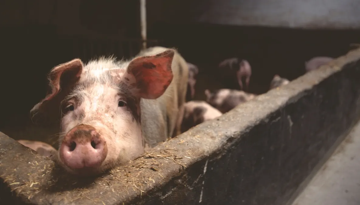 Amenzi usturătoare pentru deţinătorii de porci dintr-o localitate cu pestă porcină africană