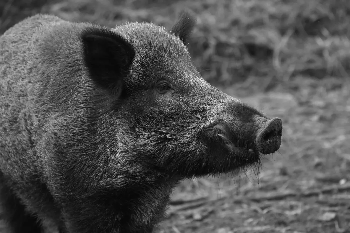 Porcii mistreți, vinovați pentru reapariția pestei porcine africane în Ialomița
