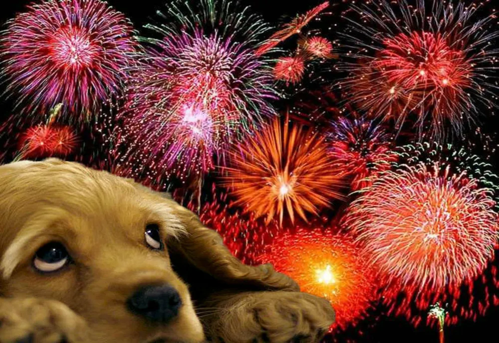 Cum ne ferim cânii și pisicile de șocul exploziilor de artificii. Ce le sperie cel mai rău