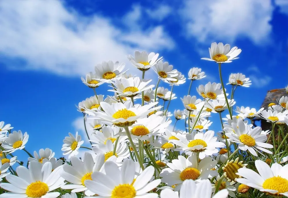 Vreme caldă şi temperaturi peste mediile perioadei din calendar, în următoarele două săptămâni