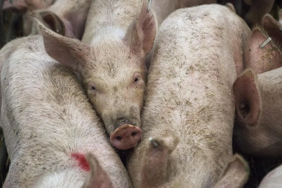 Criză agricolă majoră: aproape 10.000 de porci uciși din cauza unui focar de febră aftoasă