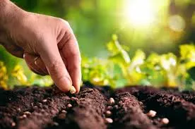 ZIUA INTERNAȚIONALĂ A SĂNĂTĂȚII PLANTELOR: UN SEMNAL DE ALARMĂ PENTRU MEDIU ȘI AGRICULTURĂ!