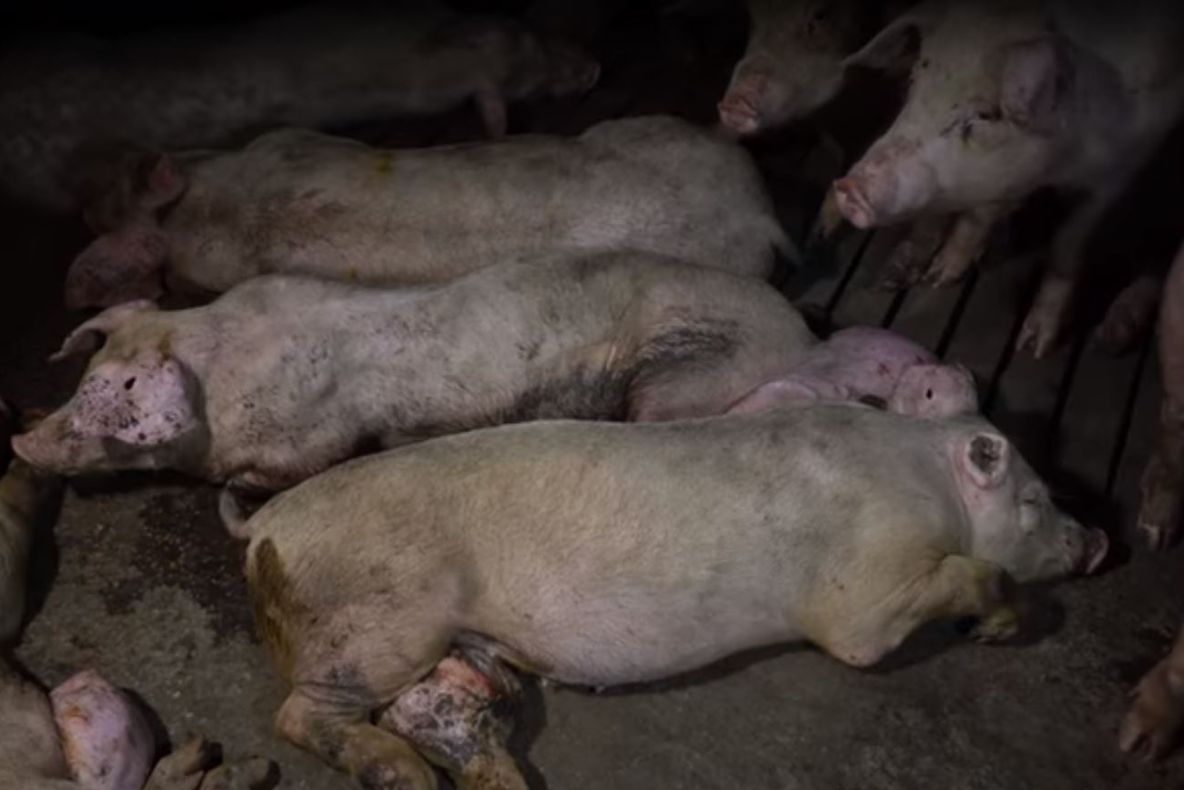 Focar de pestă porcină africană în comuna Mihail Kogălniceanu