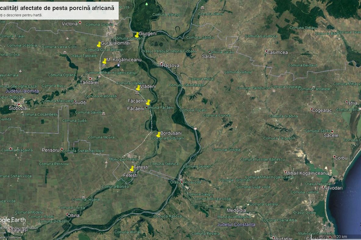 Pesta porcină s-a răspândit în toată Balta Ialomiței