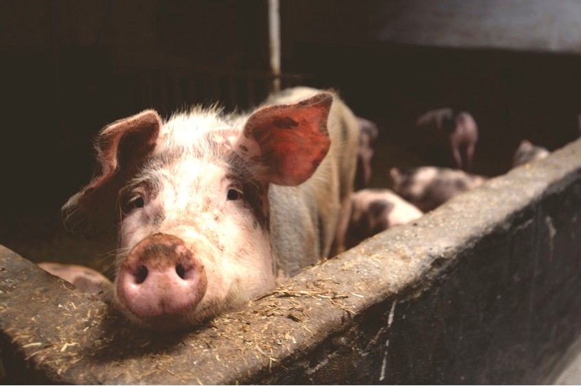 Pesta porcină africană se extinde în Ialomiţa: încă două localităţi rămân fără porci