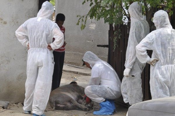 Ialomiţenii cu porci omorâţi aşteaptă de la stat 3 milioane lei