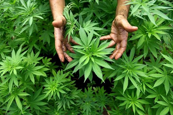 Elevi din Urziceni trimiși în judecată pentru trafic de cannabis