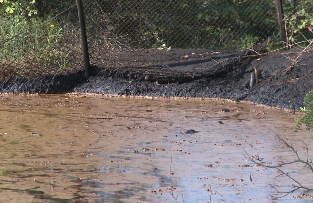 Metale grele și compuși volatili, cadouri letale pentru românașul verde