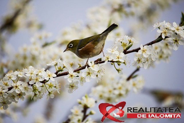 REALITATEA DE IALOMITA UREAZĂ TUTUROR FEMEILOR “LA MULȚI ANI!”