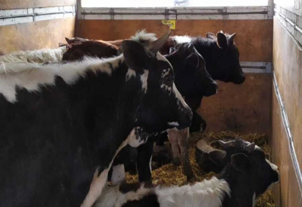 Transport ilegal de animale, descoperit de poliţiştii ialomițeni 