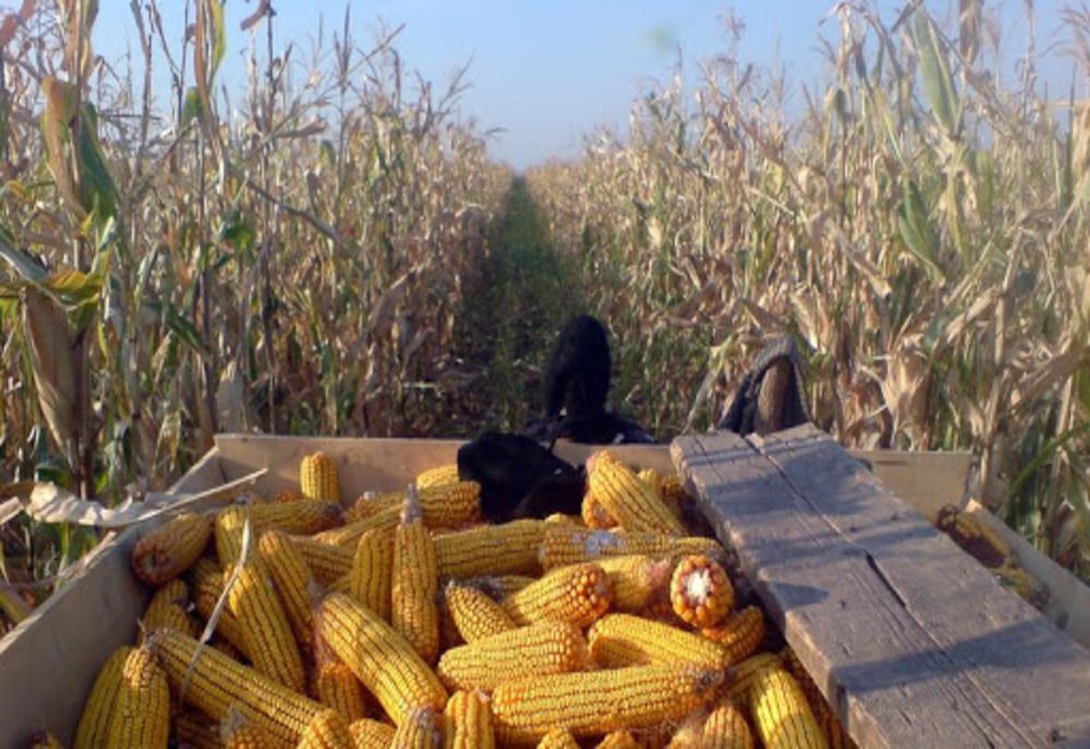 IALOMIȚA. Hoții au dat iama în lanurile de porumb