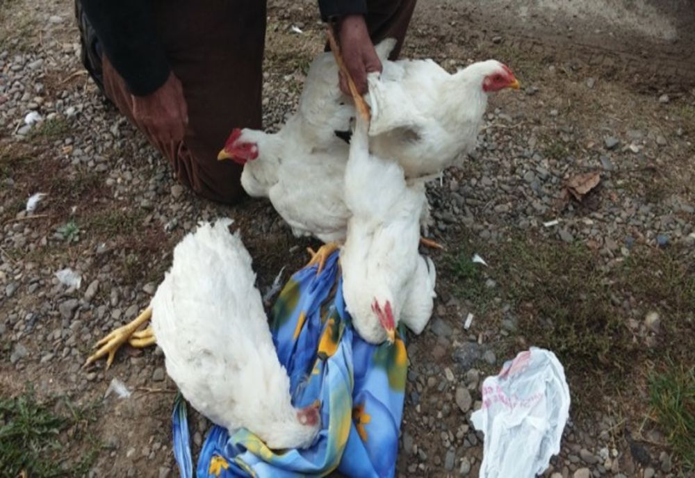 Gripa aviară. Localitățile  din Ialomița care se încadrează în zona epidemiologică cu risc înalt