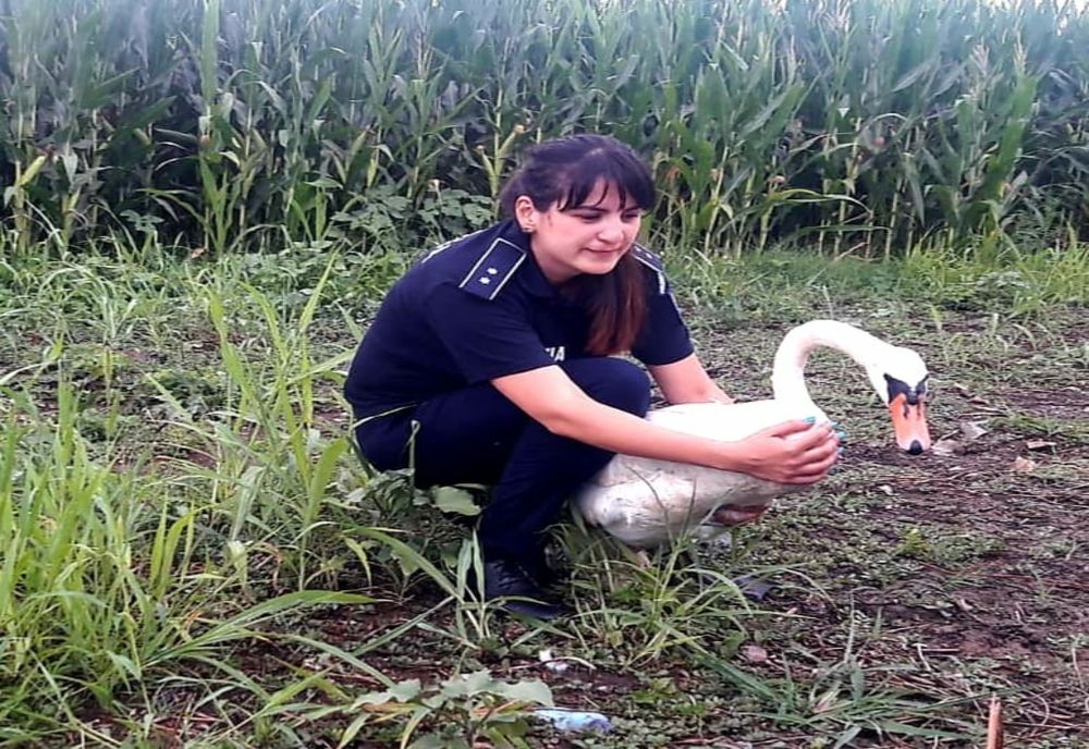 FOTO Lebădă salvată de polițiștii 
