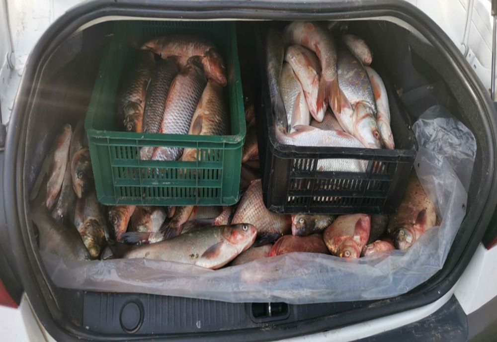 Prins cu mașina plină cu pește