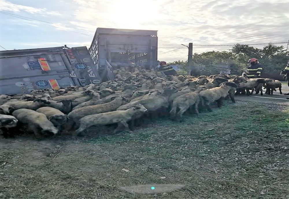 FOTO Un TIR cu peste 500 de oi s-a răsturnat în Ialomița