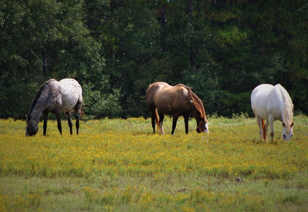 Senatorul AUR Valentin-Rică Cioromelea a adresat o interpelare cu privire la transporturile de cai din Deltă fără documente legale