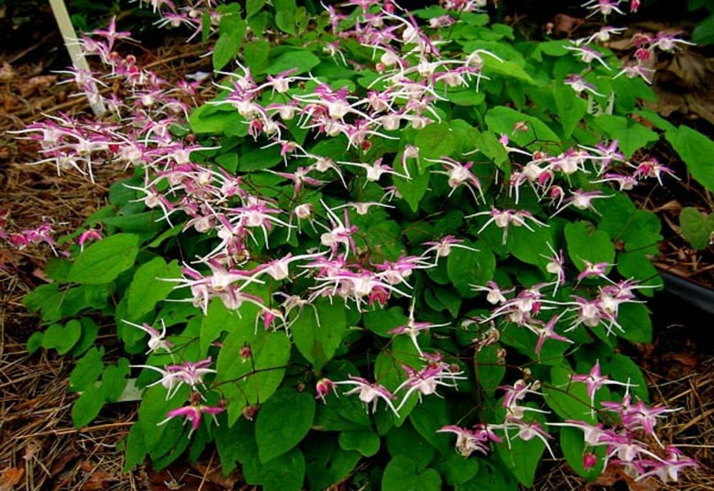 Ce este iarba Țapului - planta care are un efect uluitor asupra bărbaților