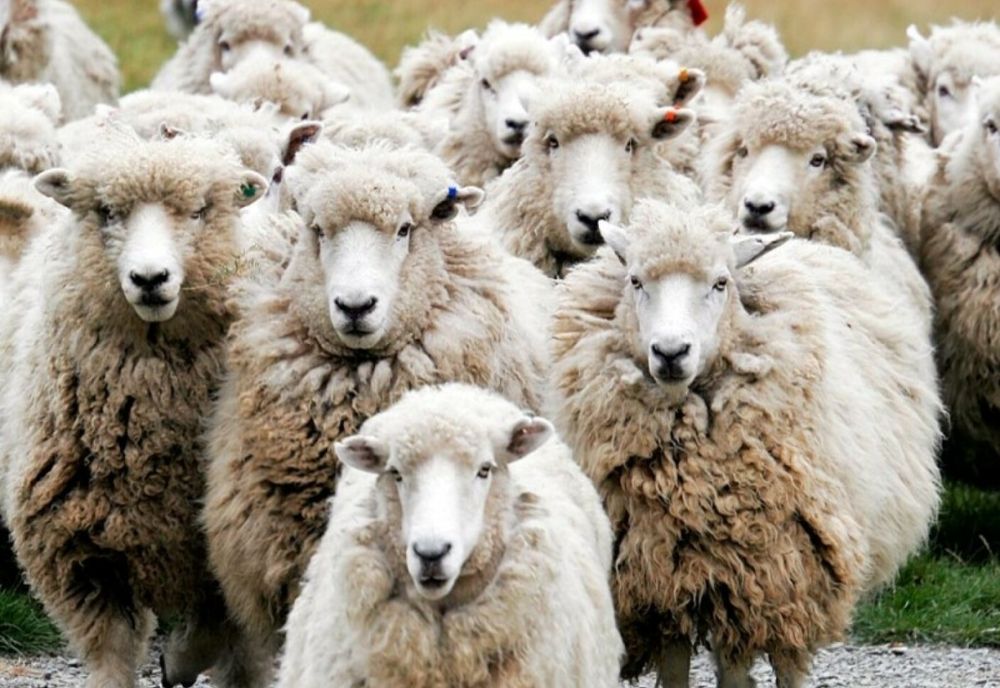 Jaful "suprem". A furat o turmă de oi