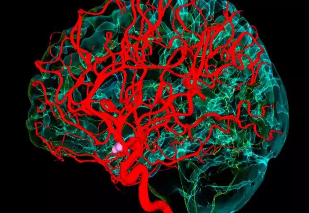 Studiu. S-a descoperit o metodă prin care se poate diagnostica boala Parkinson înainte de apariția simptomelor