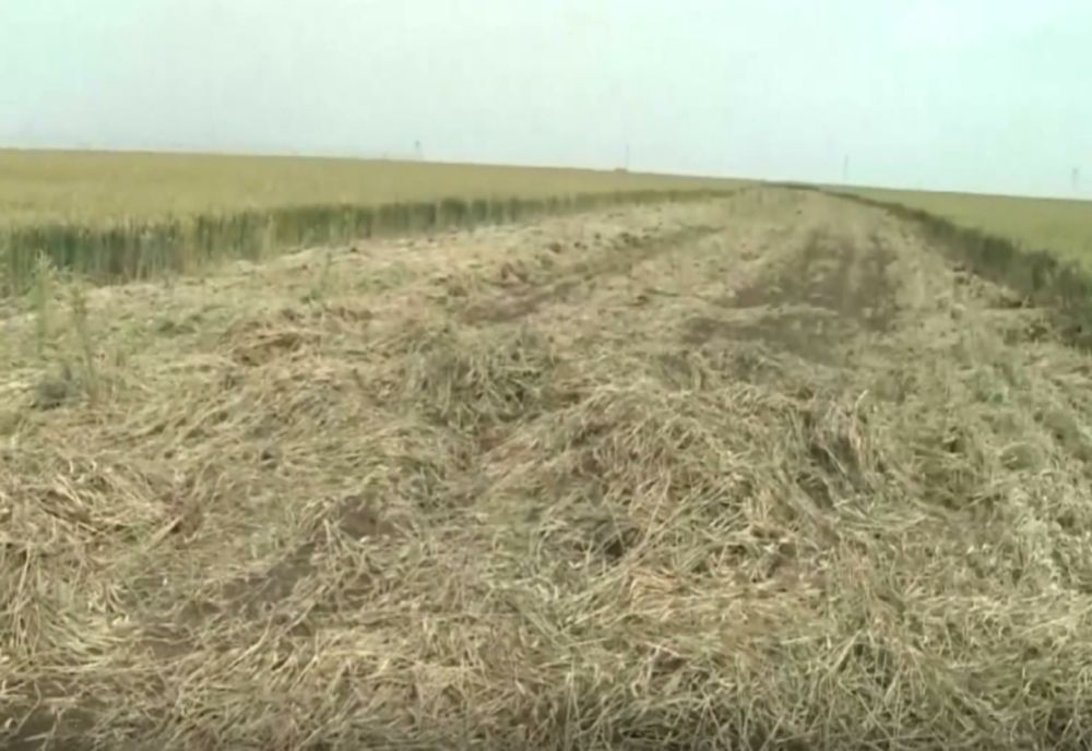 O femeie își acuză vecinul că îi DISTRUGE culturile. Scandal uriaș într-o comună din Ialomița