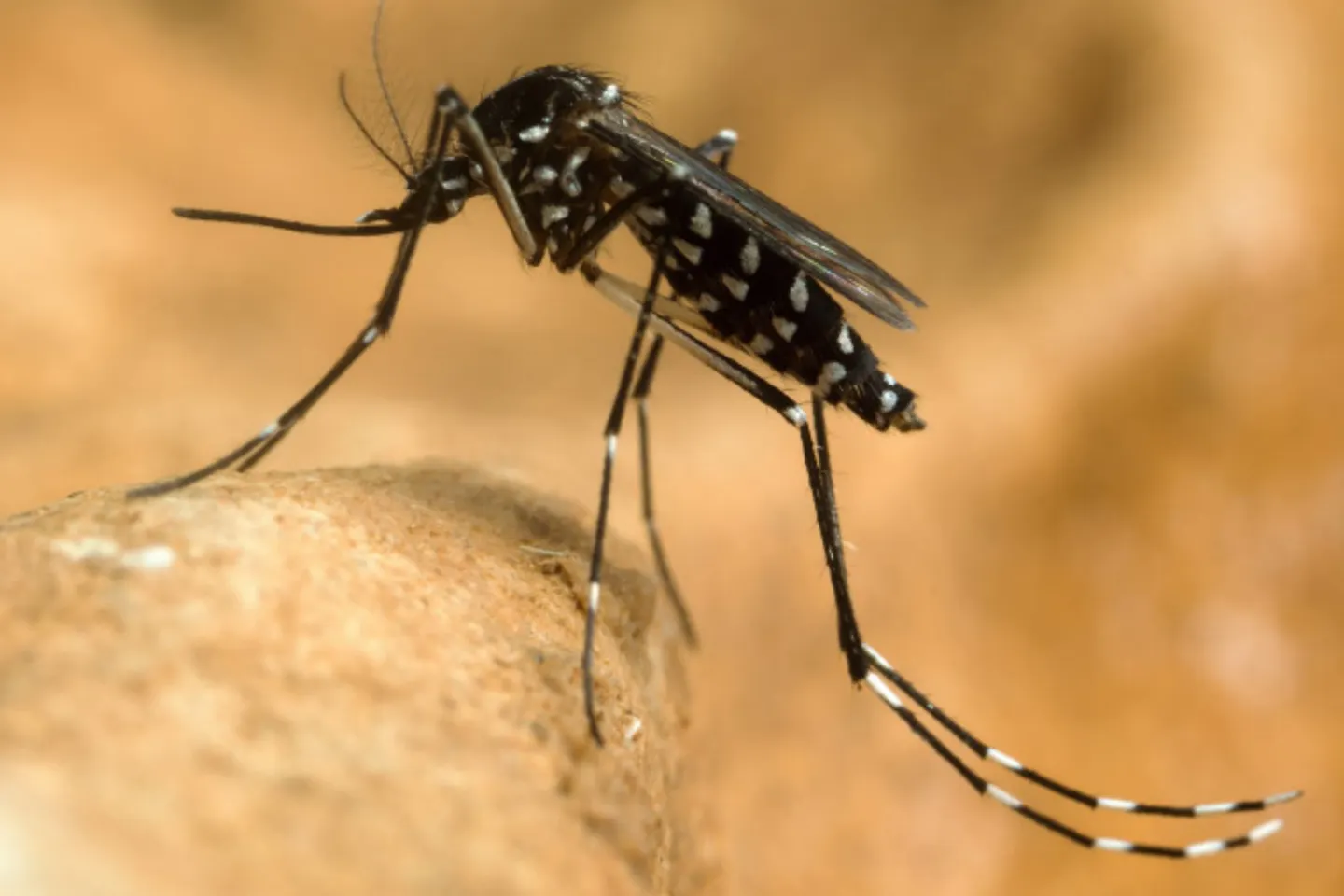 INSP: 7 cazuri cu virusul West Nile, confirmate în județul Ialomița în 2026