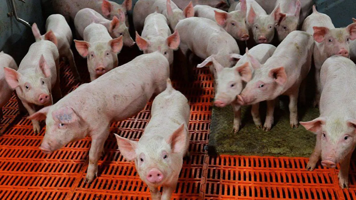 porci