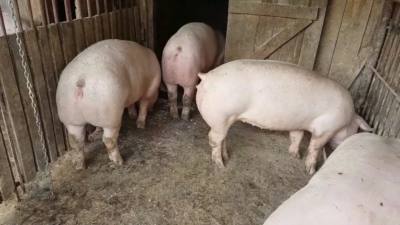 porci 2