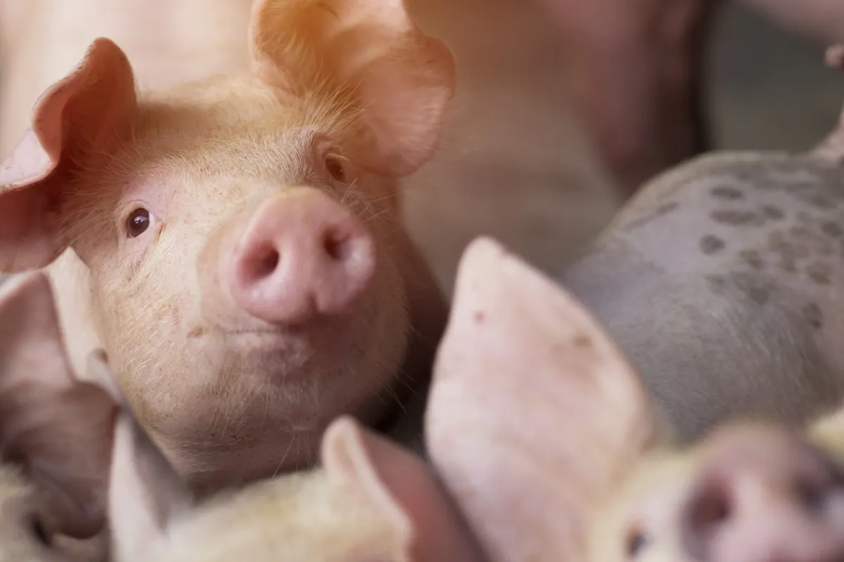 PORCINE