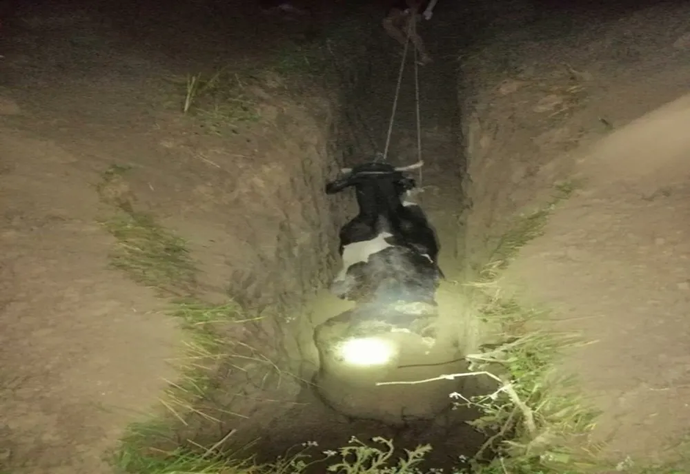 FOTO O vacă a căzut într-o fântână. A fost nevoie de intervenția pompierilor