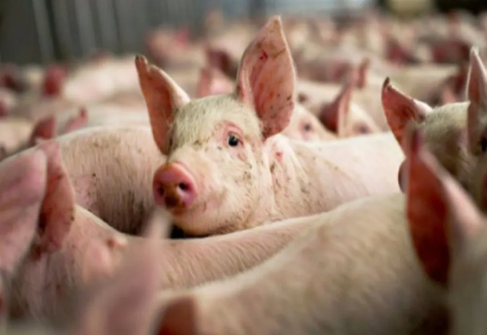Ialomița: Focar de pestă porcină africană în cea mai mare fermă de porci