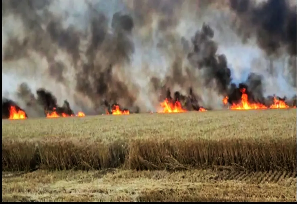 Incendiu violent. 150 de hectare de grâu făcute scrum în Ialomița