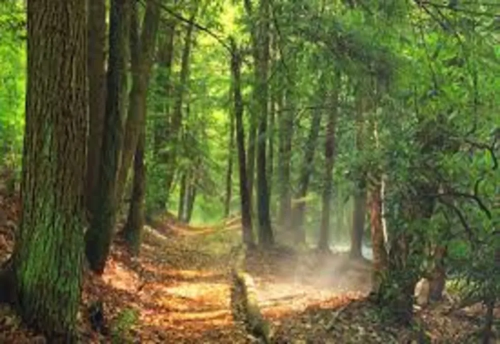 26,44% din fondul forestier de stat din Ialomița înscris în Sistemul Integrat de Cadastru şi Carte Funciară