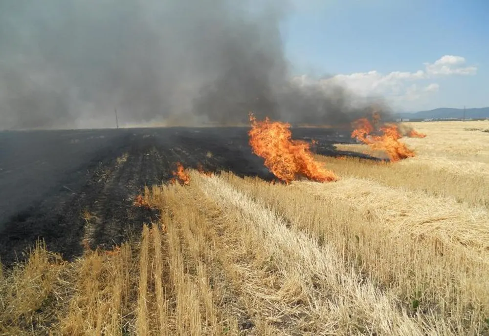 24 hectare de miriște de porumb incendiate intenționat