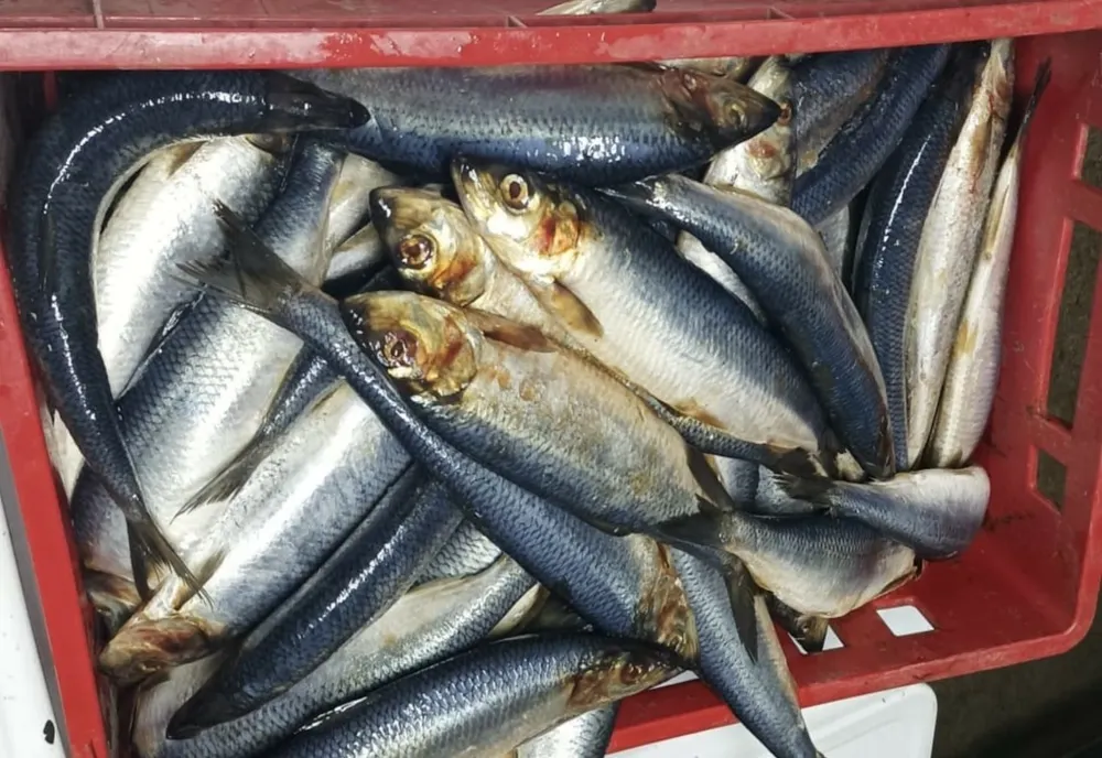 Peste 25 kg de pește confiscate de polițiștii