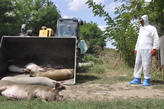 porci-omorati-ialomita