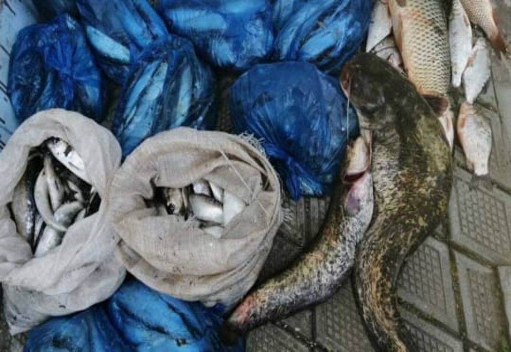 Peste 80 de kilograme de pește au fost confiscate de polițiștii ialomițeni