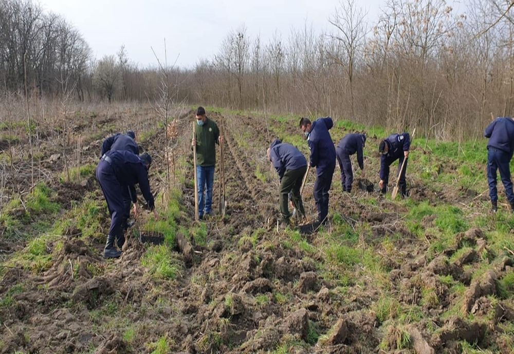 FOTO 171 de stejari plantați de jandarmi