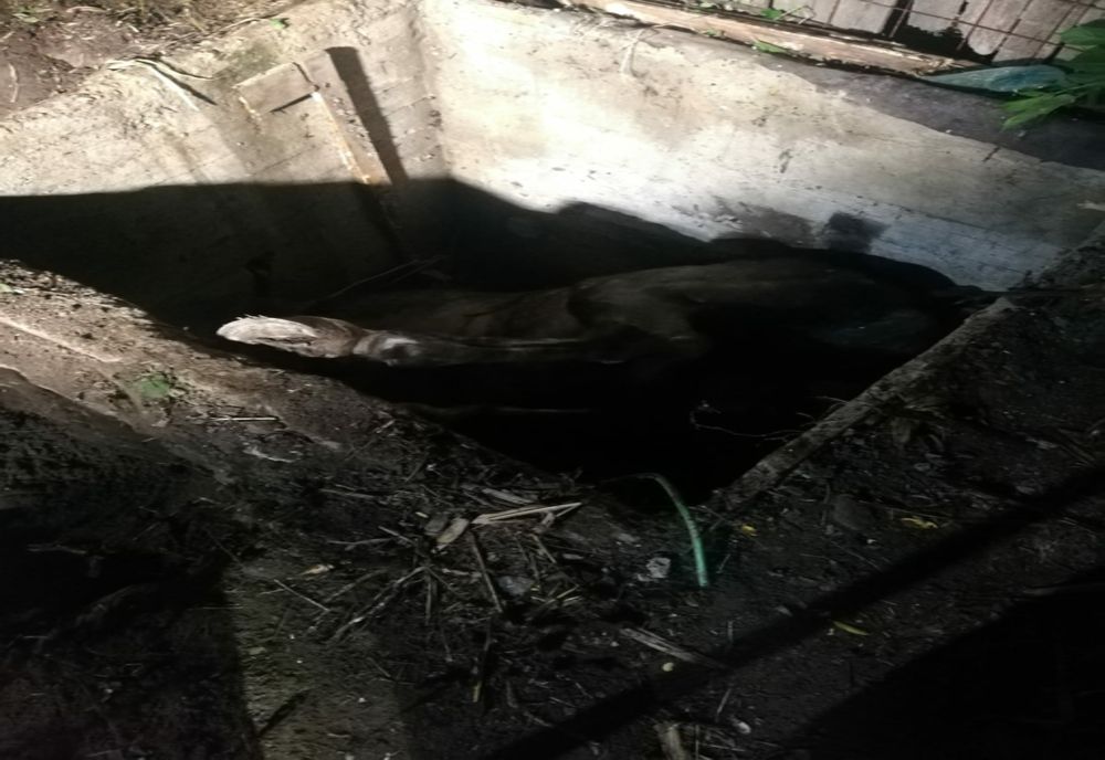Cal căzut într-o groapă salvat de pompieri