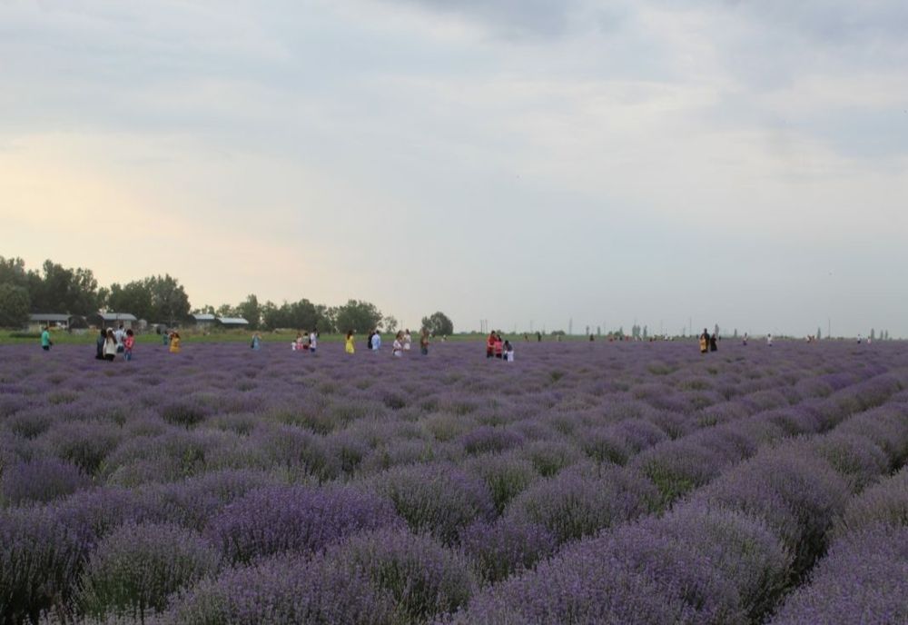 Festivalul Lavandei din Bărăgan reprogramat pentru perioada 2-4 iulie