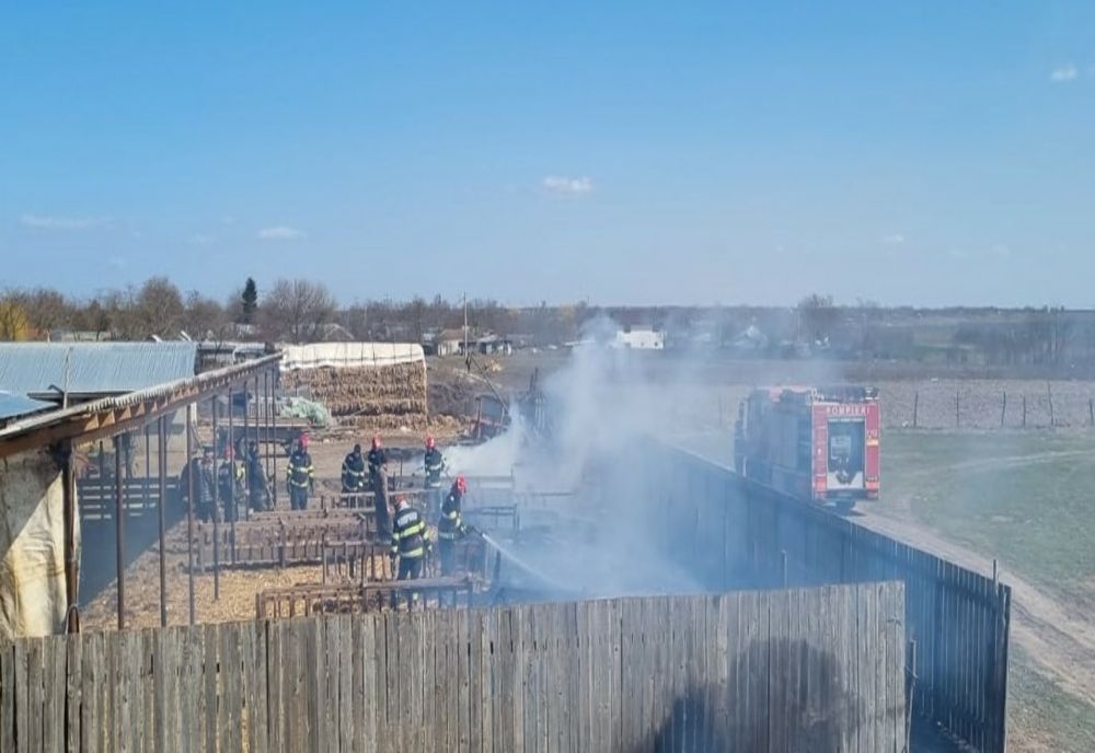 Incendiu puternic la Valea Ciorii. 250 de oi salvate de pompieri