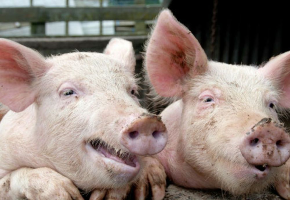 Un bărbat a murit după ce a fost sfâșiat de porcii din propria gospodărie