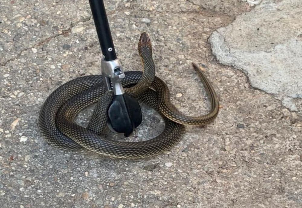 Alertă la jandarmi! Apeluri la 112 pentru intervenții în scopul îndepărtării șerpilor sau a câinilor periculoși 