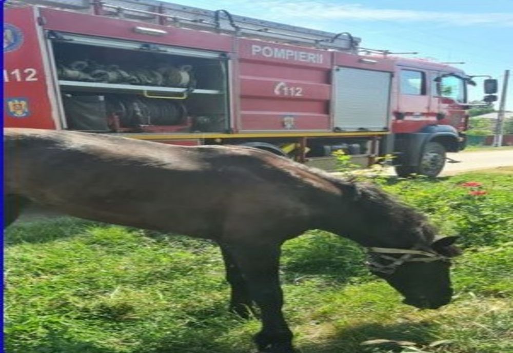 Misiune mai puțin obișnuită pentru pompierii ialomițeni