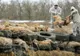 Cadavre de porci cu pestă, îngropate direct în pământ