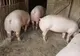 Pestă porcină africană confirmată și la Bordușani