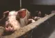 Amenzi usturătoare pentru deţinătorii de porci dintr-o localitate cu pestă porcină africană