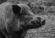 Pestă porcină africană la un porc mistreţ din fostul de vânătoare Săveni