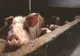 DSVSA taie în carne vie în Andrăşeşti după ultimul focar confirmat de pestă porcină africană